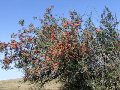 Прикрепленное изображение: DSCF5753.jpg